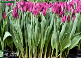Tulipa Purple Valley ® (1)